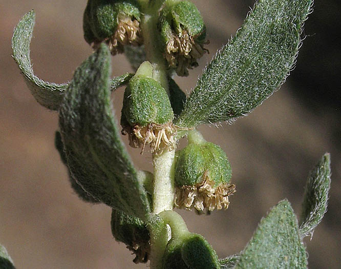 Detailed Picture 2 of Poverty Weed
