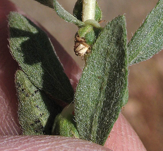 Detailed Picture 3 of Poverty Weed