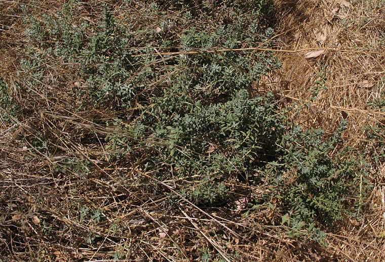 Detailed Picture 7 of Poverty Weed