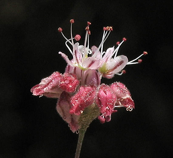 Detailed Picture 1 of Anglestem Buckwheat