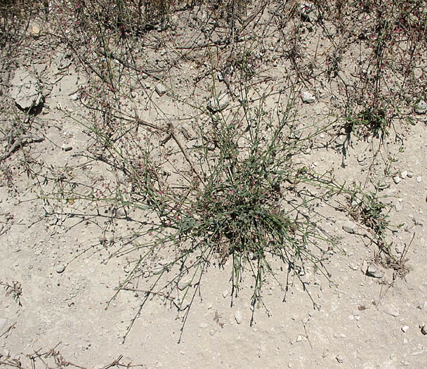 Detailed Picture 4 of Anglestem Buckwheat