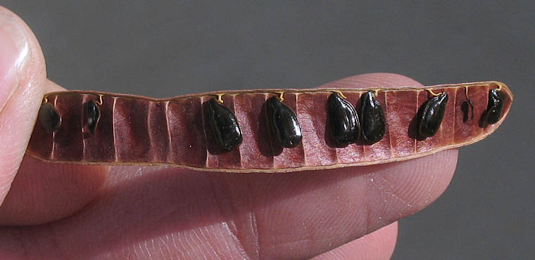 Detailed Picture 4 of Silver Cassia