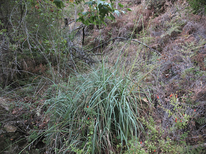 Detailed Picture 5 of San Diego Sedge