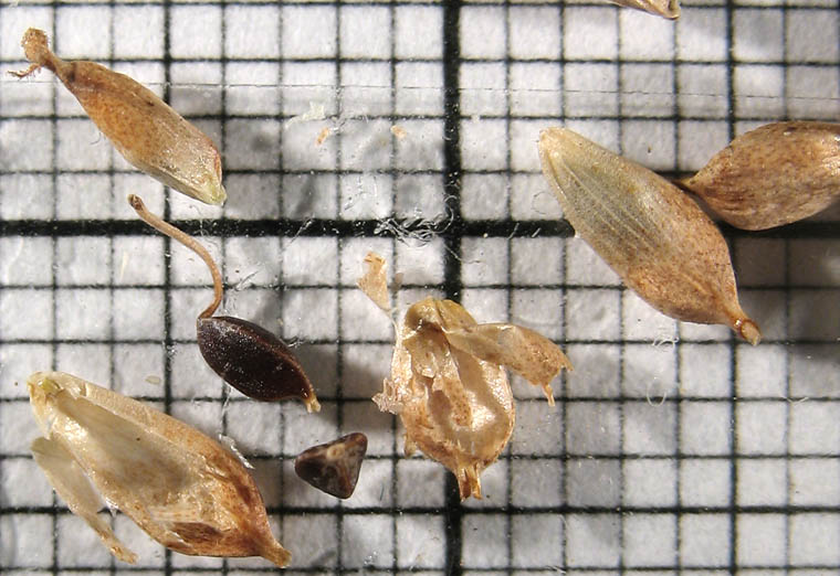 Detailed Picture 8 of San Diego Sedge