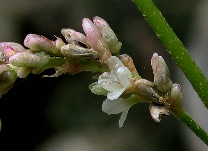 Detailed Picture 2 of Willow Weed
