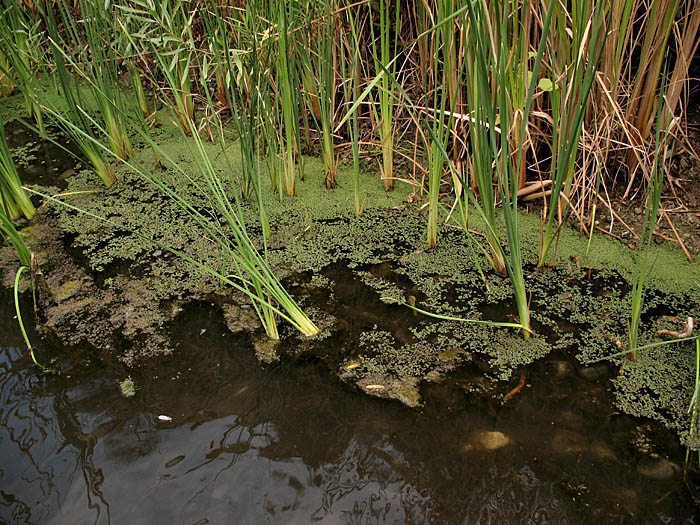 Detailed Picture 6 of Water Fern