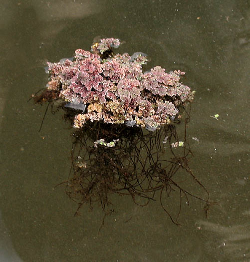 Detailed Picture 5 of Water Fern