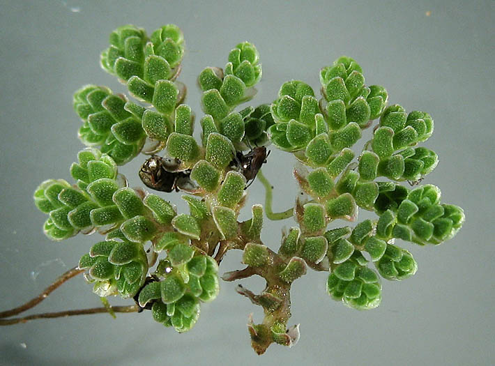 Detailed Picture 4 of Water Fern
