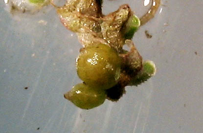 Detailed Picture 7 of Water Fern