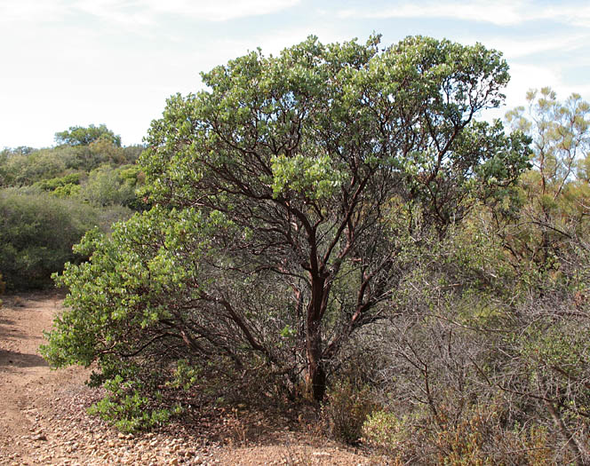 Detailed Picture 7 of Bigberry Manzanita