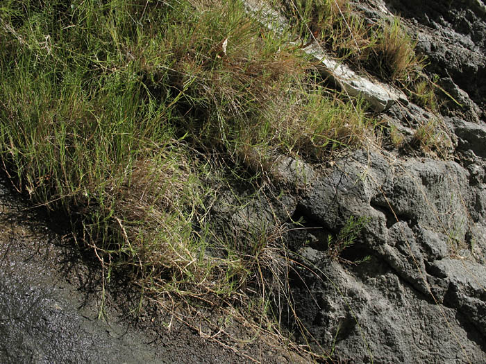 Detailed Picture 6 of Scratch Grass