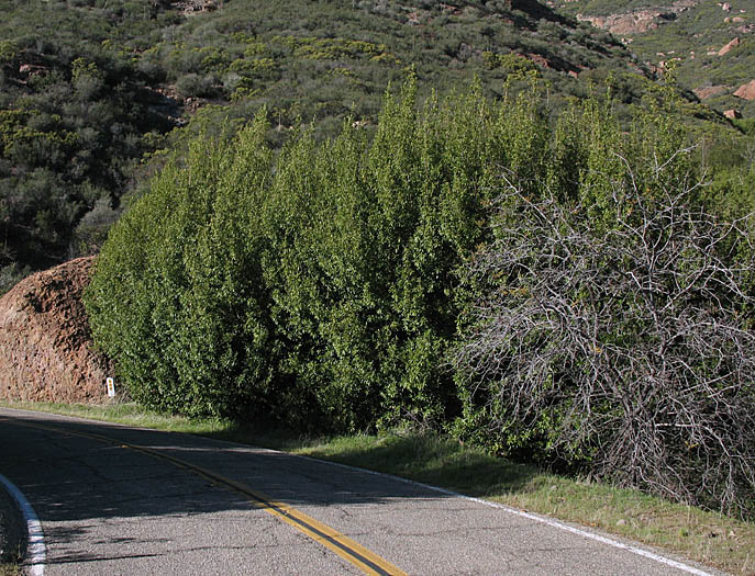 Detailed Picture 7 of California Laurel
