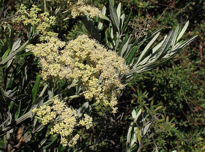 Detailed Picture 3 of Butterfly Bush
