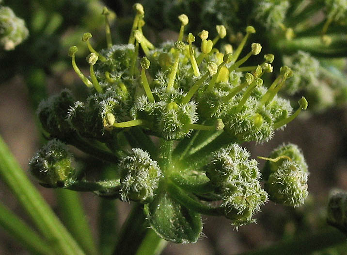Detailed Picture 1 of Woolly Lomatium