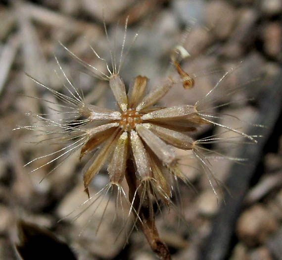 Detailed Picture 9 of Lyon's Pentachaeta
