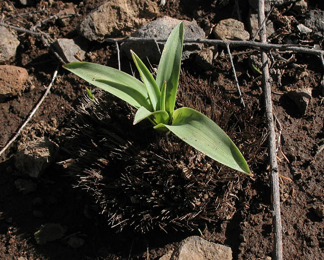 Detailed Picture 7 of Soap Plant