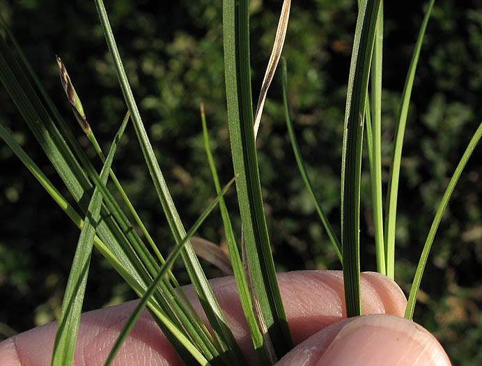 Detailed Picture 5 of Round-fruited Sedge