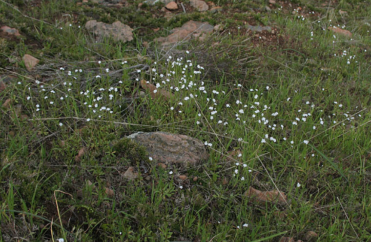 Detailed Picture 6 of Popcorn Flower