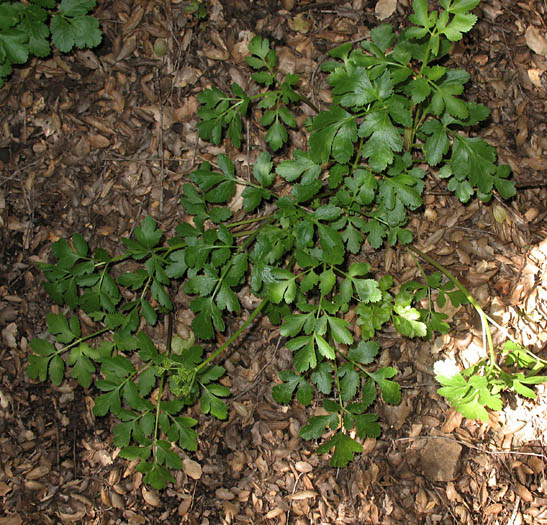 Detailed Picture 5 of Hartweg's Tauschia