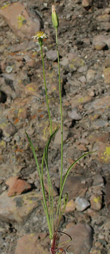 Detailed Picture 4 of Brown Microseris