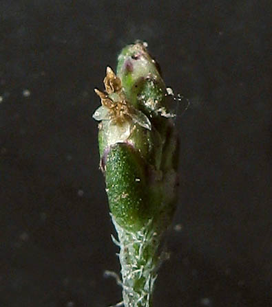 Detailed Picture 2 of Prairie Plantain