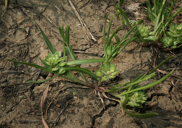 Detailed Picture 3 of Dwarf Peppergrass