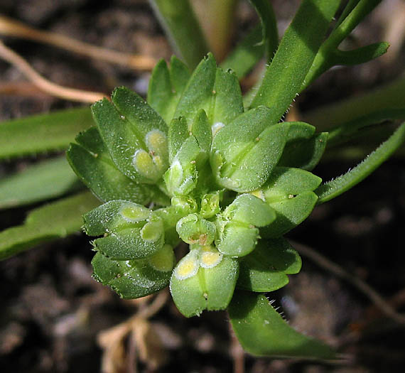 Detailed Picture 2 of Dwarf Peppergrass