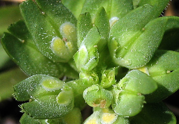 Detailed Picture 1 of Dwarf Peppergrass