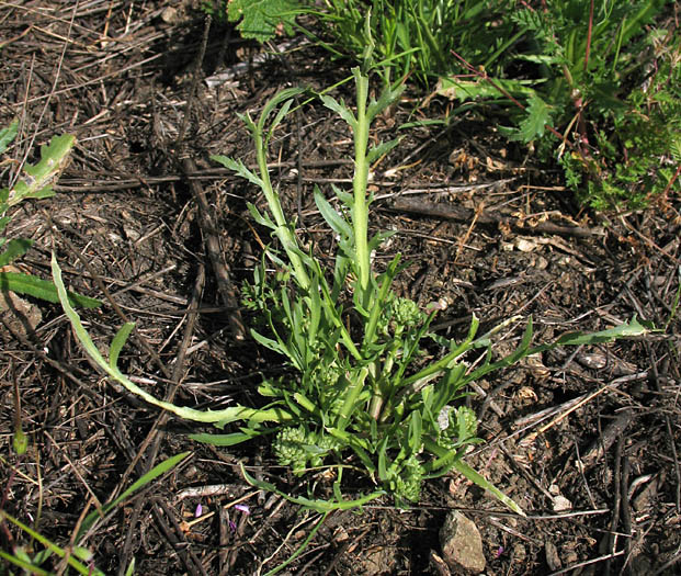 Detailed Picture 4 of Dwarf Peppergrass