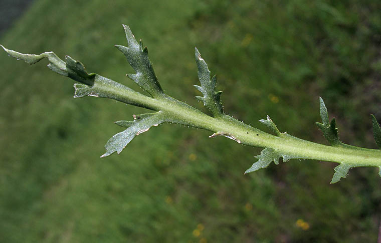 Detailed Picture 6 of Dwarf Peppergrass