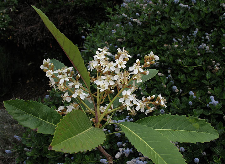 Detailed Picture 3 of Loquat