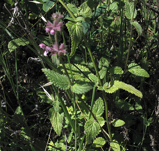 Detailed Picture 4 of Rigid Hedge Nettle