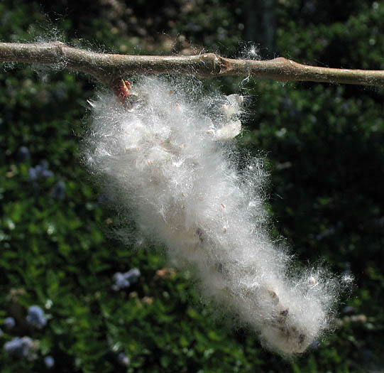 Detailed Picture 10 of Black Cottonwood