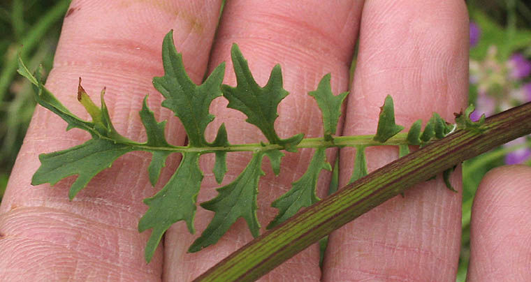Detailed Picture 6 of Brewer's Ragwort