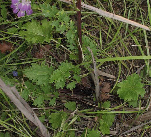 Detailed Picture 5 of Brewer's Ragwort