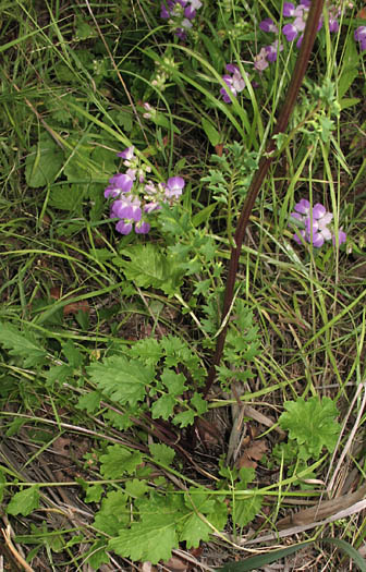 Detailed Picture 4 of Brewer's Ragwort