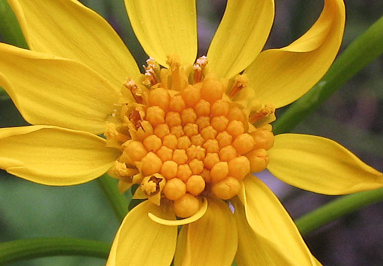 Detailed Picture 2 of Brewer's Ragwort
