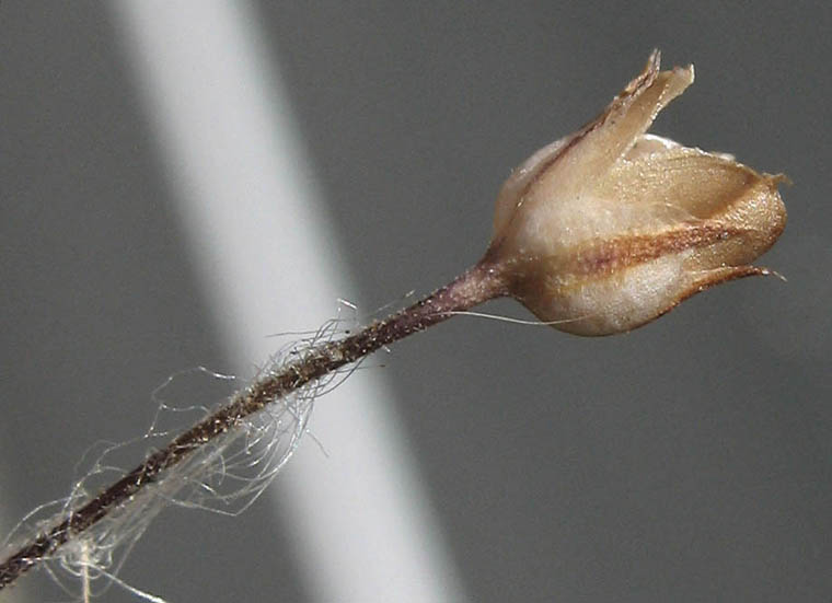 Detailed Picture 13 of Bridges' Pincushionplant