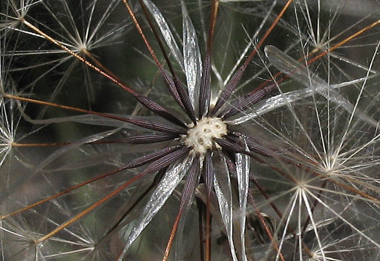 Detailed Picture 7 of Perennial Cat's Ear