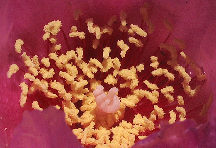 Detailed Picture 3 of Beavertail Cactus
