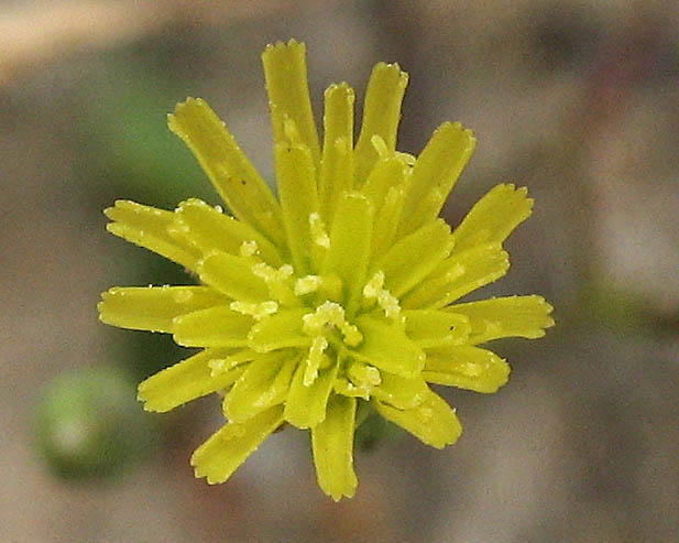 Detailed Picture 1 of Annual Malacothrix