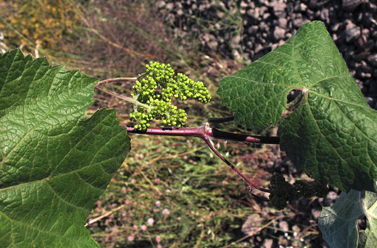 Detailed Picture 5 of Desert Wild Grape