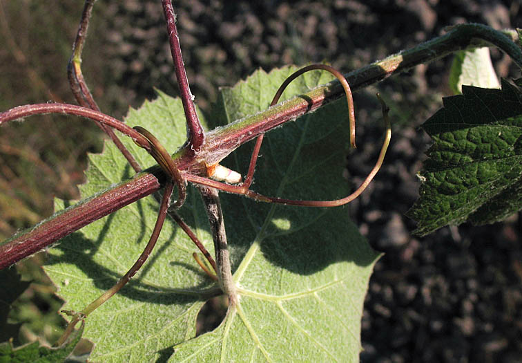 Detailed Picture 6 of Desert Wild Grape