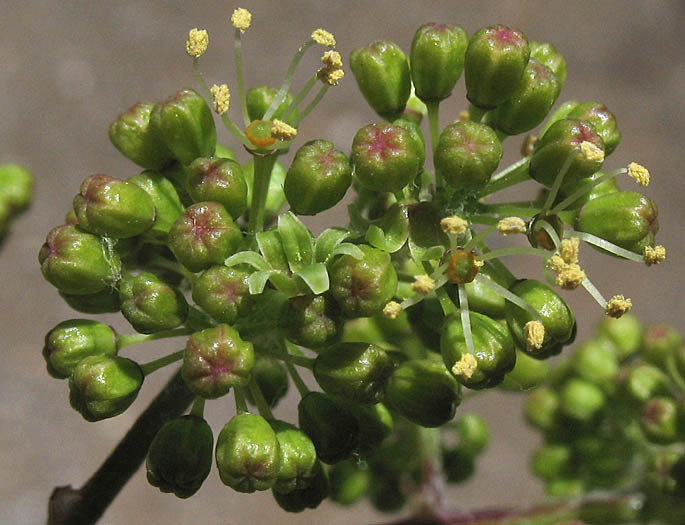 Detailed Picture 2 of Desert Wild Grape