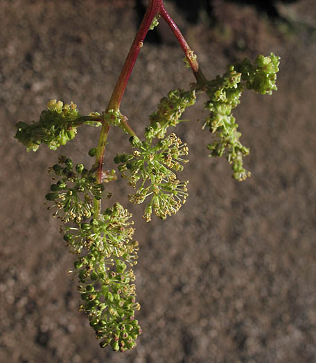 Detailed Picture 4 of Desert Wild Grape