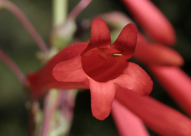 Detailed Picture 2 of Scarlet Bugler
