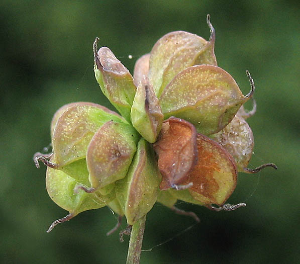 Detailed Picture 7 of Tall Western Meadow Rue