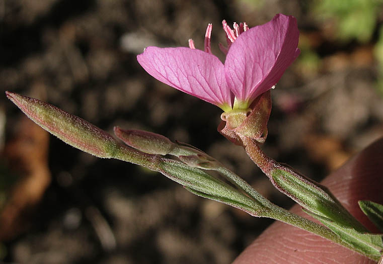Detailed Picture 4 of Rose Evening Primrose