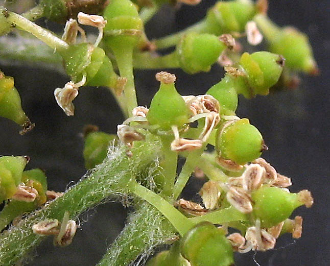 Detailed Picture 3 of Desert Wild Grape
