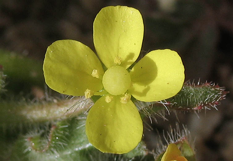 Detailed Picture 1 of Small Evening Primrose